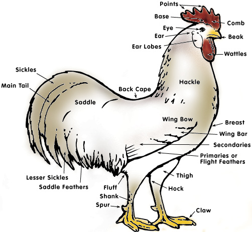 rooster-anatomy